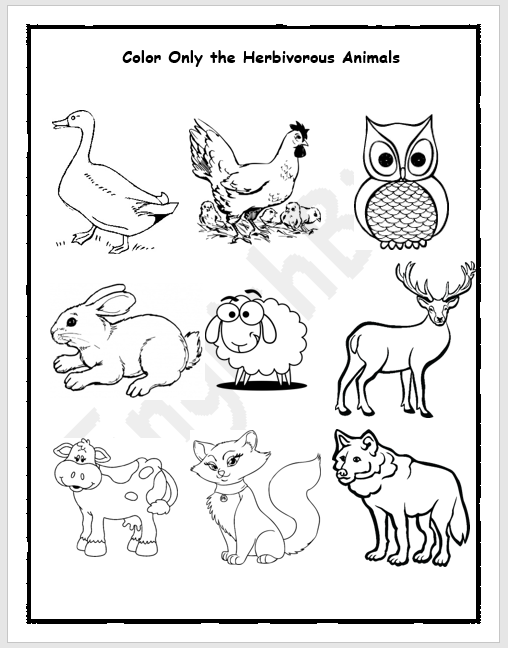 Herbivores and Carinvores Animals Picture Workbook - EnglishBix