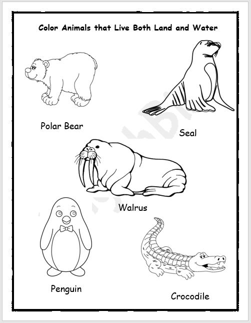Animals That Live on Land and Water Worksheets - EnglishBix