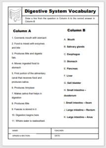 Digestive System Matching Worksheet - EnglishBix